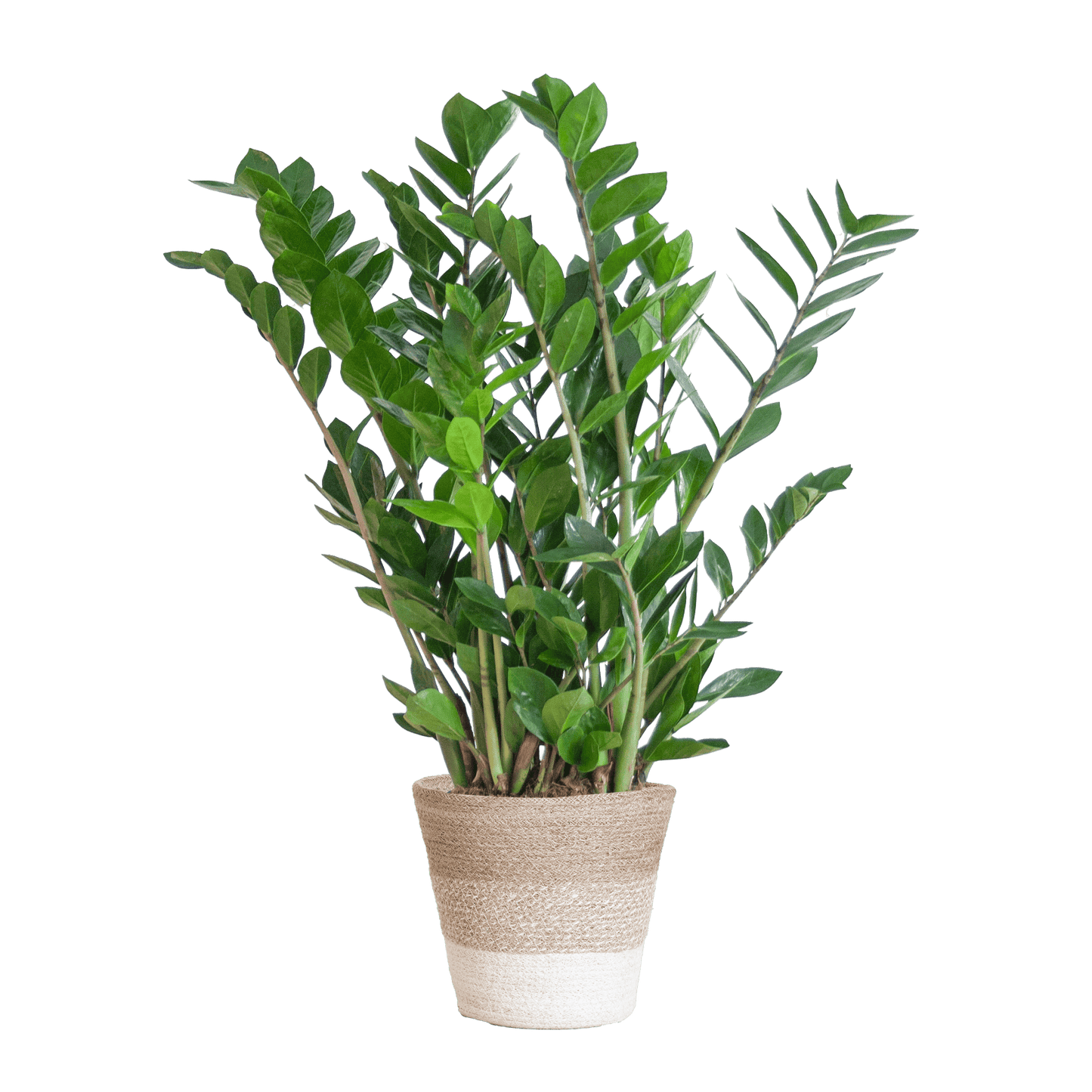 Zamioculcas Zamiifolia mit Pflanzkorb Lissabon weiß  - 80cm - Ø21 - Botanic-Vibes