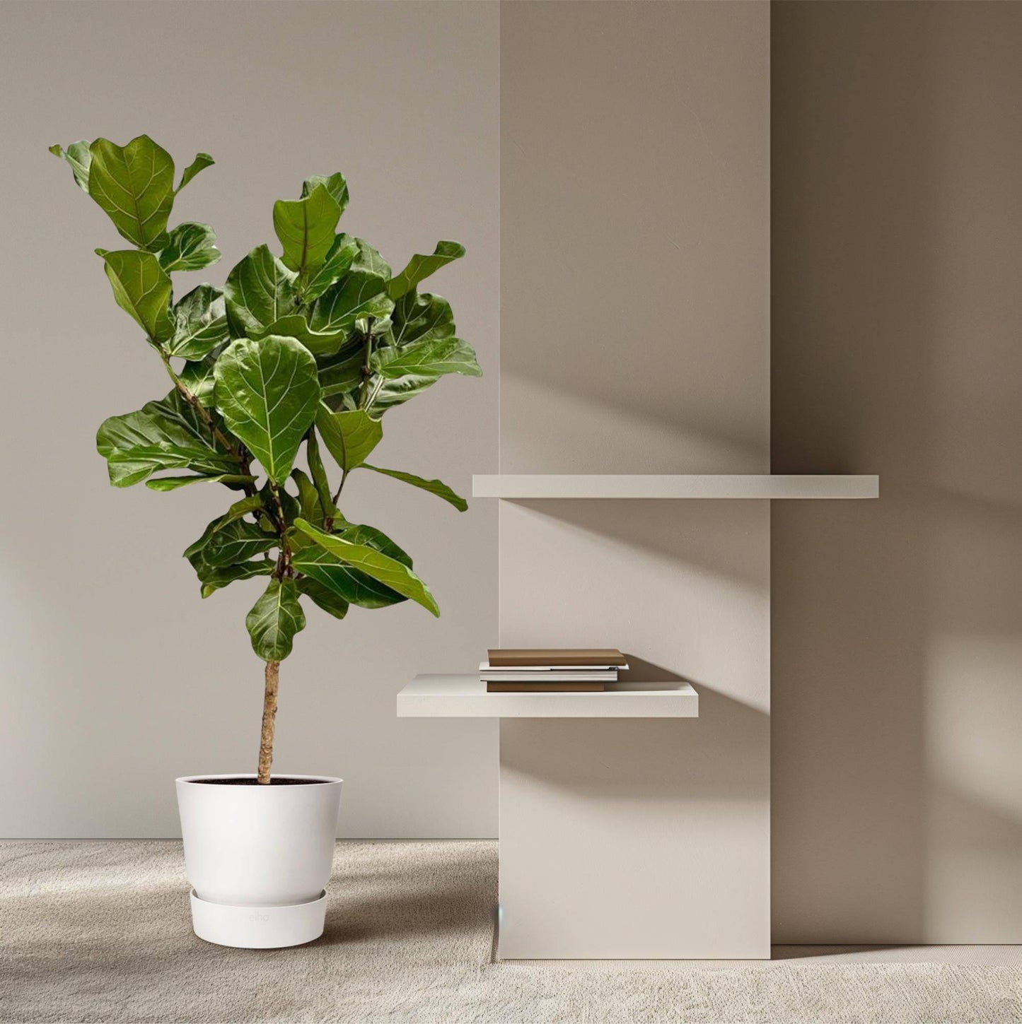 Ficus Lyrata stam - 150 cm - Ø27 - Botanic-Vibes