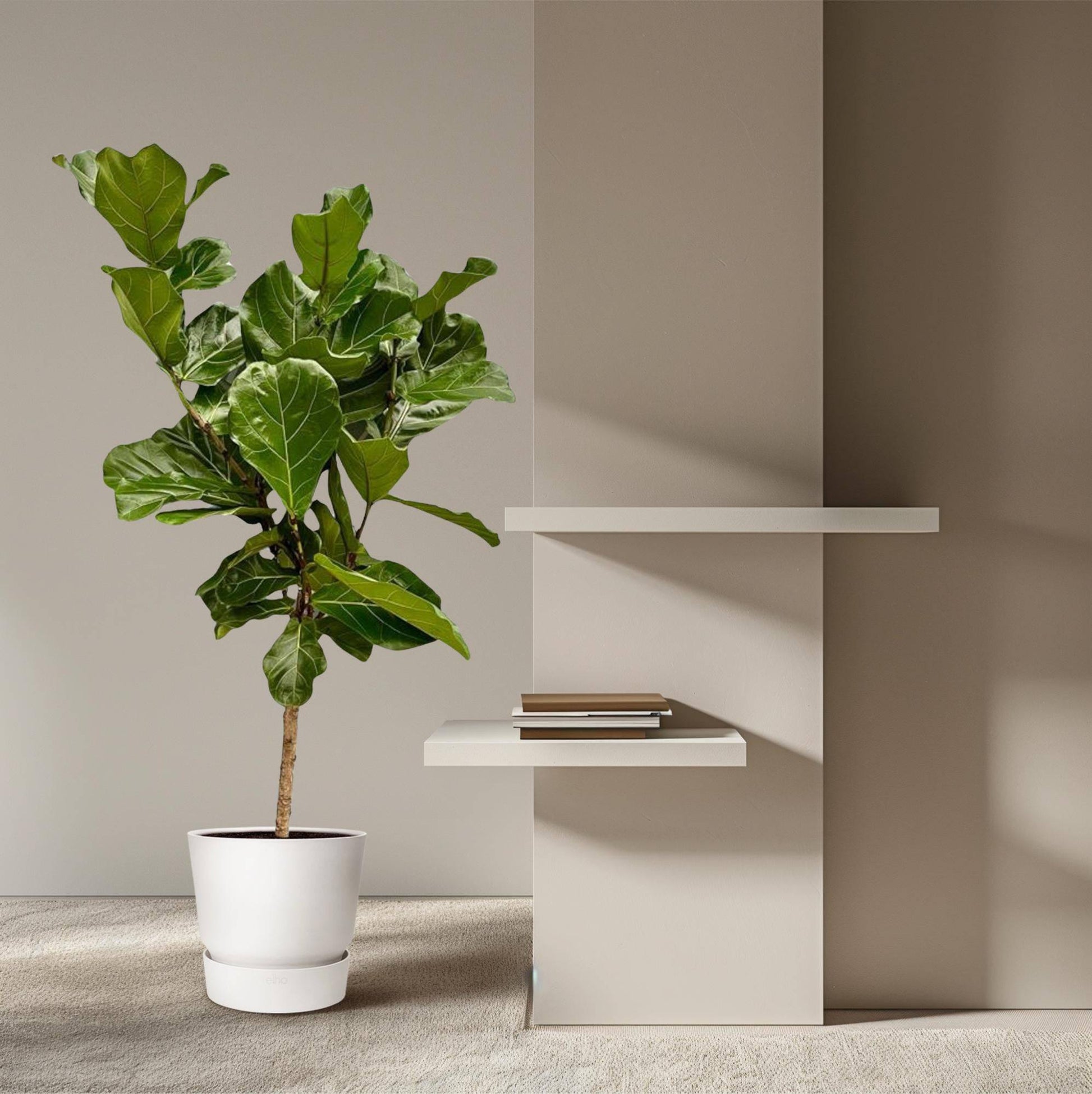 Ficus Lyrata stam - 150 cm - Ø27 - Botanic-Vibes