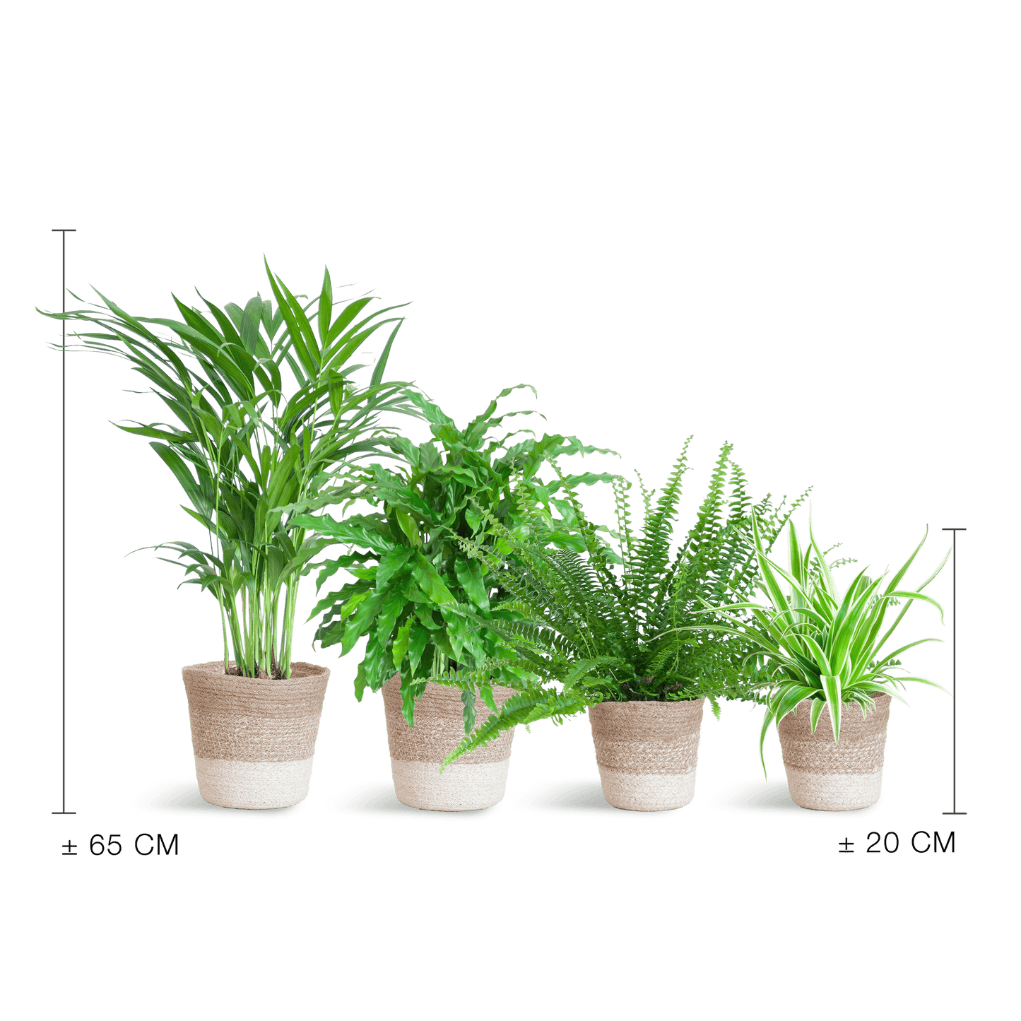 Haustierfreundliches Pflanzenset - Botanic-Vibes