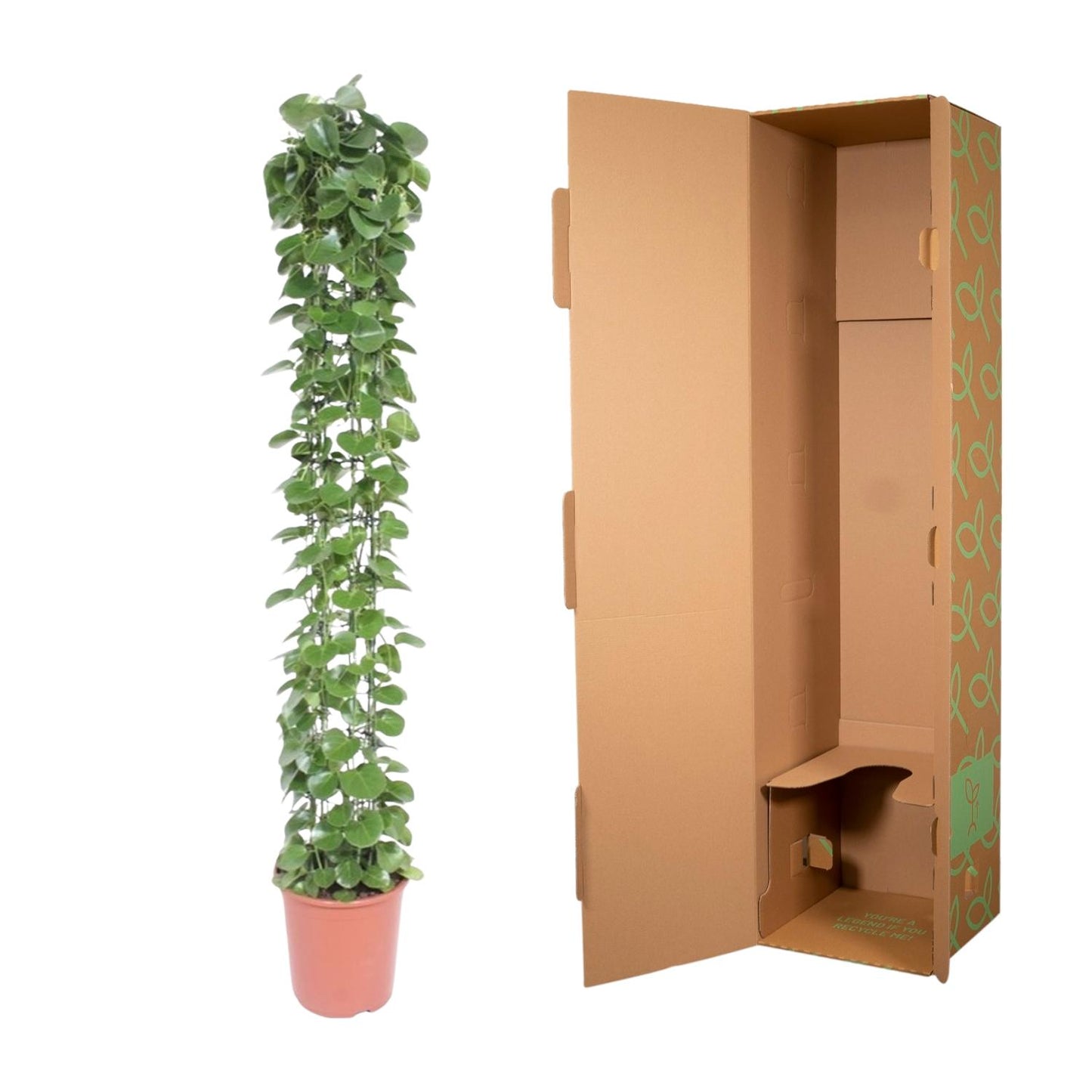 Cissus rotundifolia mit Rankgitter – 160 cm – Ø27