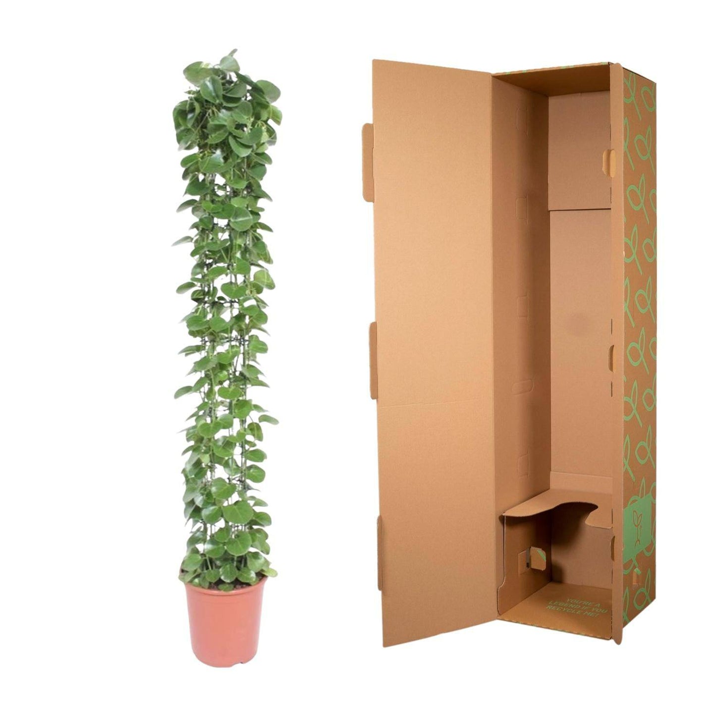 Cissus rotundifolia mit Rankgitter – 160 cm – Ø27 - Botanic-Vibes