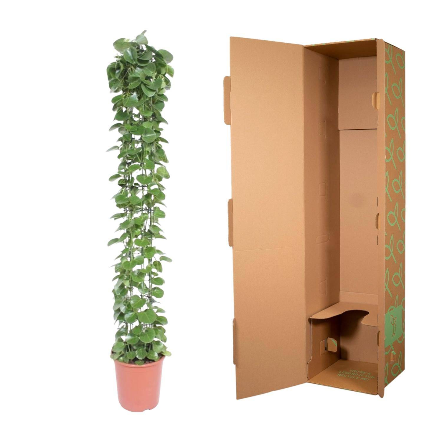 Cissus rotundifolia mit Rankgitter – 160 cm – Ø27 - Botanic-Vibes