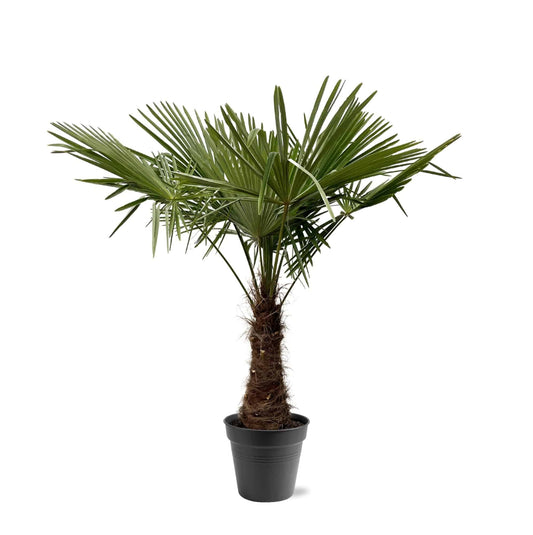 Trachycarpus fortuneii – 220–240cm – Ø45 - Botanic-Vibes