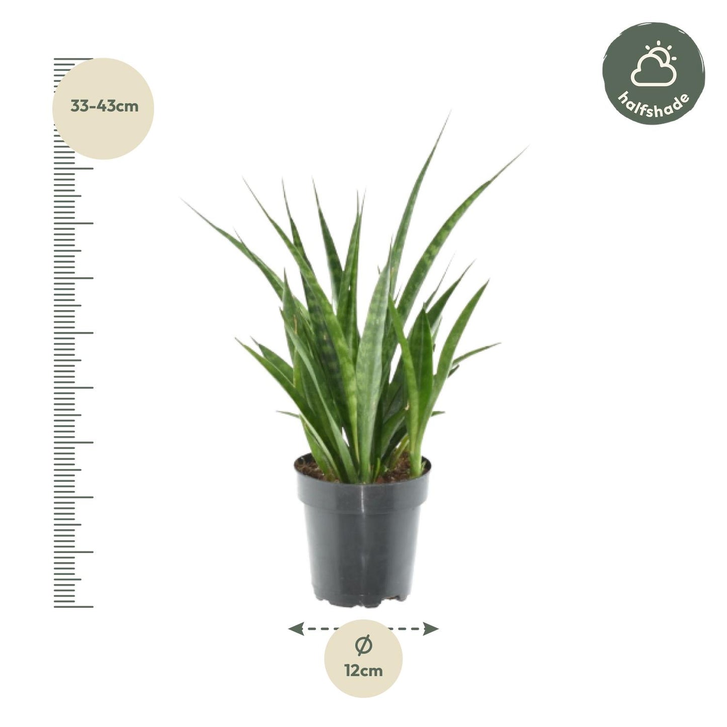 3x Sansevieria kirkii – 38 cm – Ø12