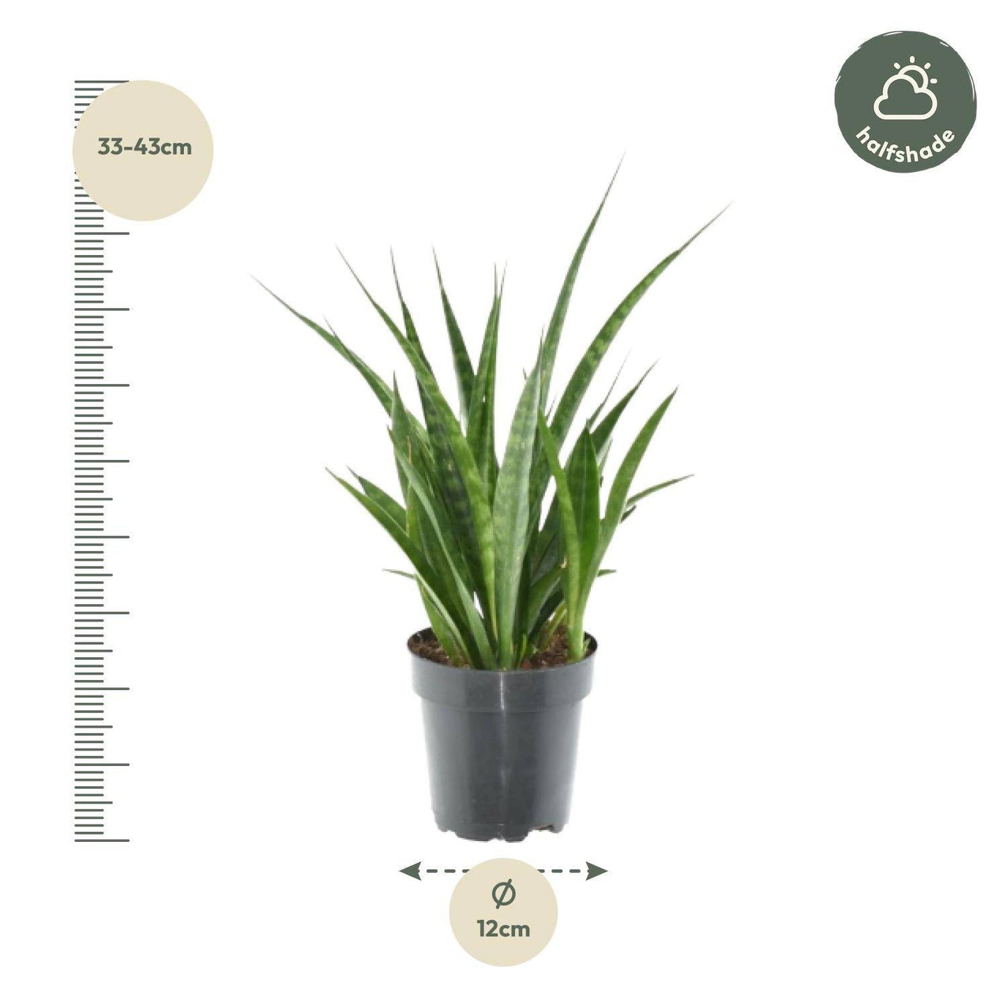3x Sansevieria kirkii – 38 cm – Ø12 - Botanic-Vibes