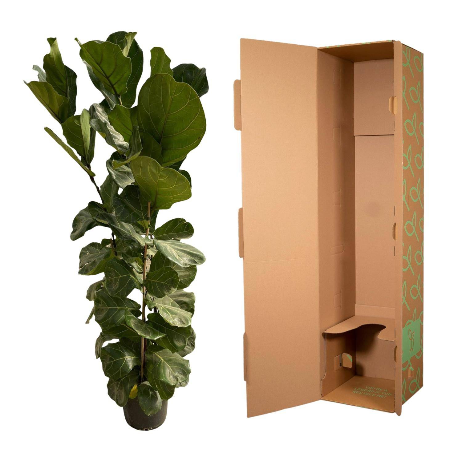 Ficus Lyrata struik - 180 cm - Ø35 - Botanic-Vibes