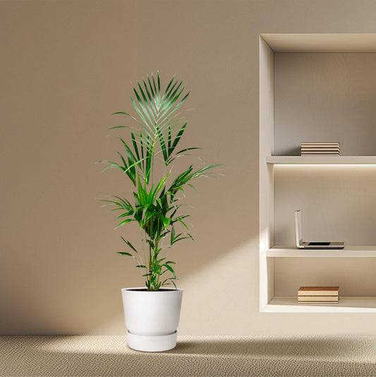 Kentia palm – 180 cm – Ø24 - Botanic-Vibes