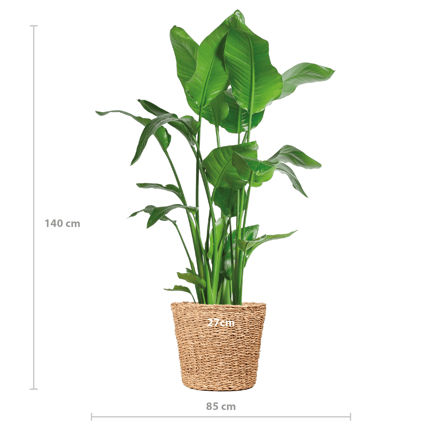 Strelitzia Nicolai XL mit Torun-Korb – 140 cm – Ø27 - Botanic-Vibes