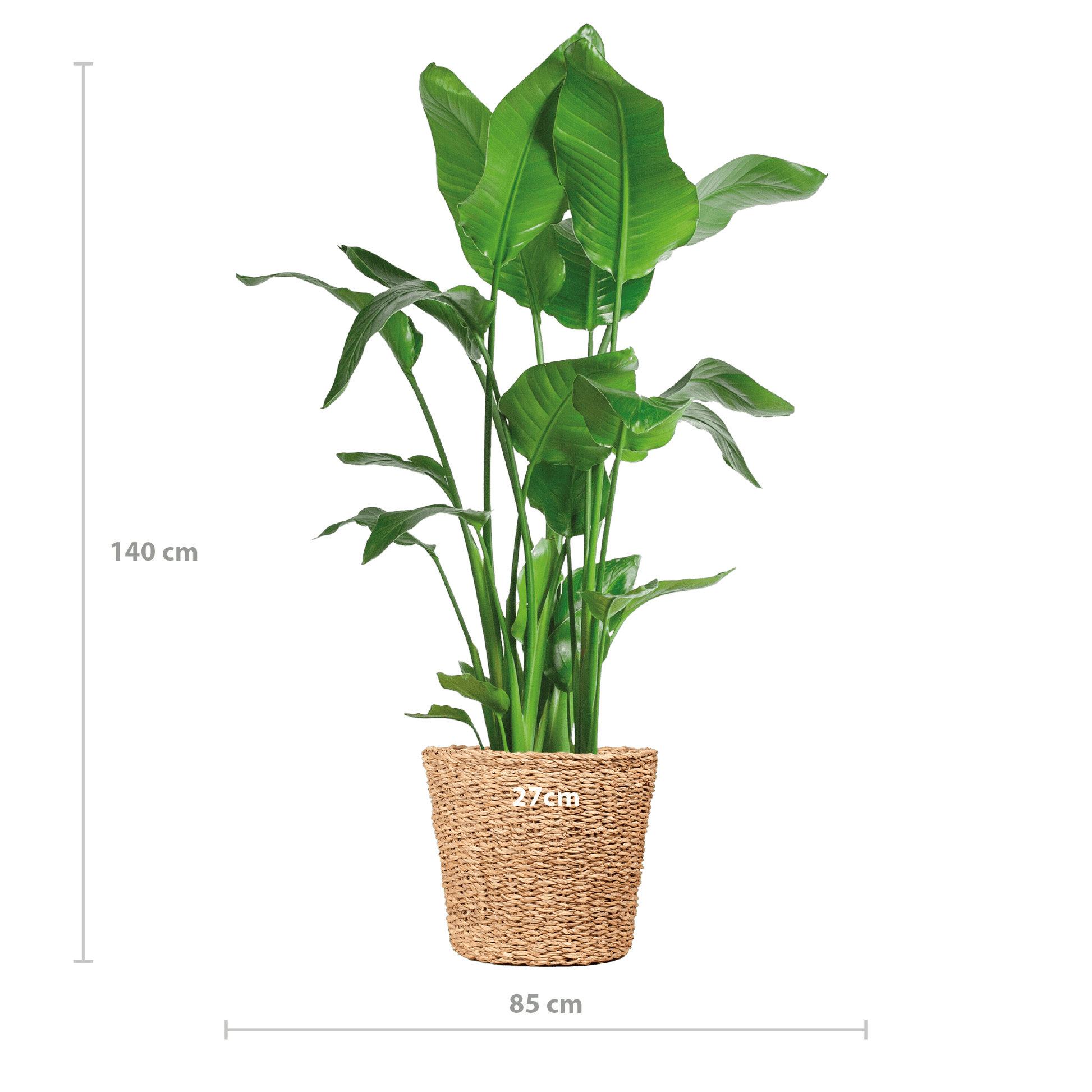 Strelitzia Nicolai XL mit Torun-Korb – 140 cm – Ø27 - Botanic-Vibes