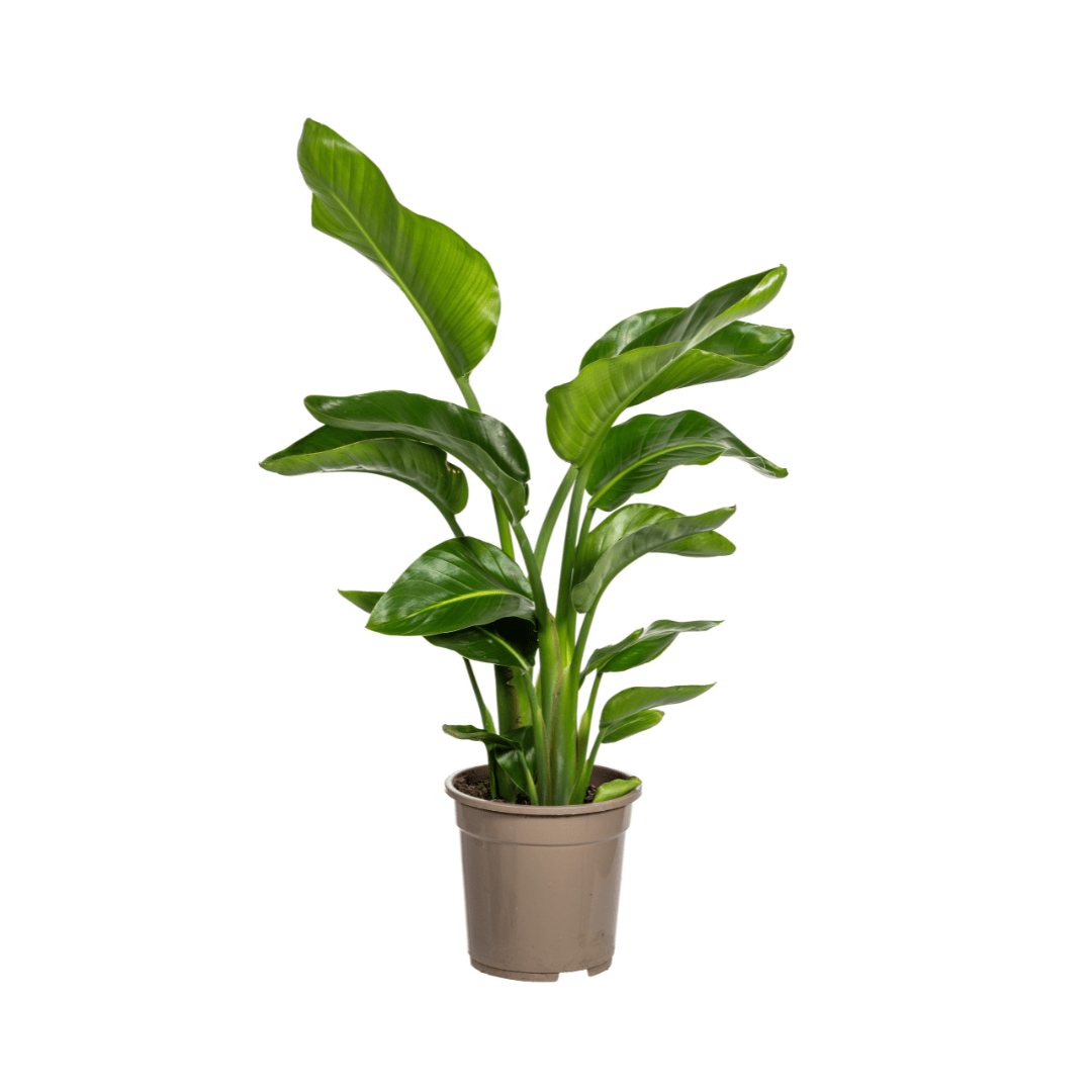 Strelitzia Nicolai Ø21cm - ↕90 - 110cm - Botanic-Vibes