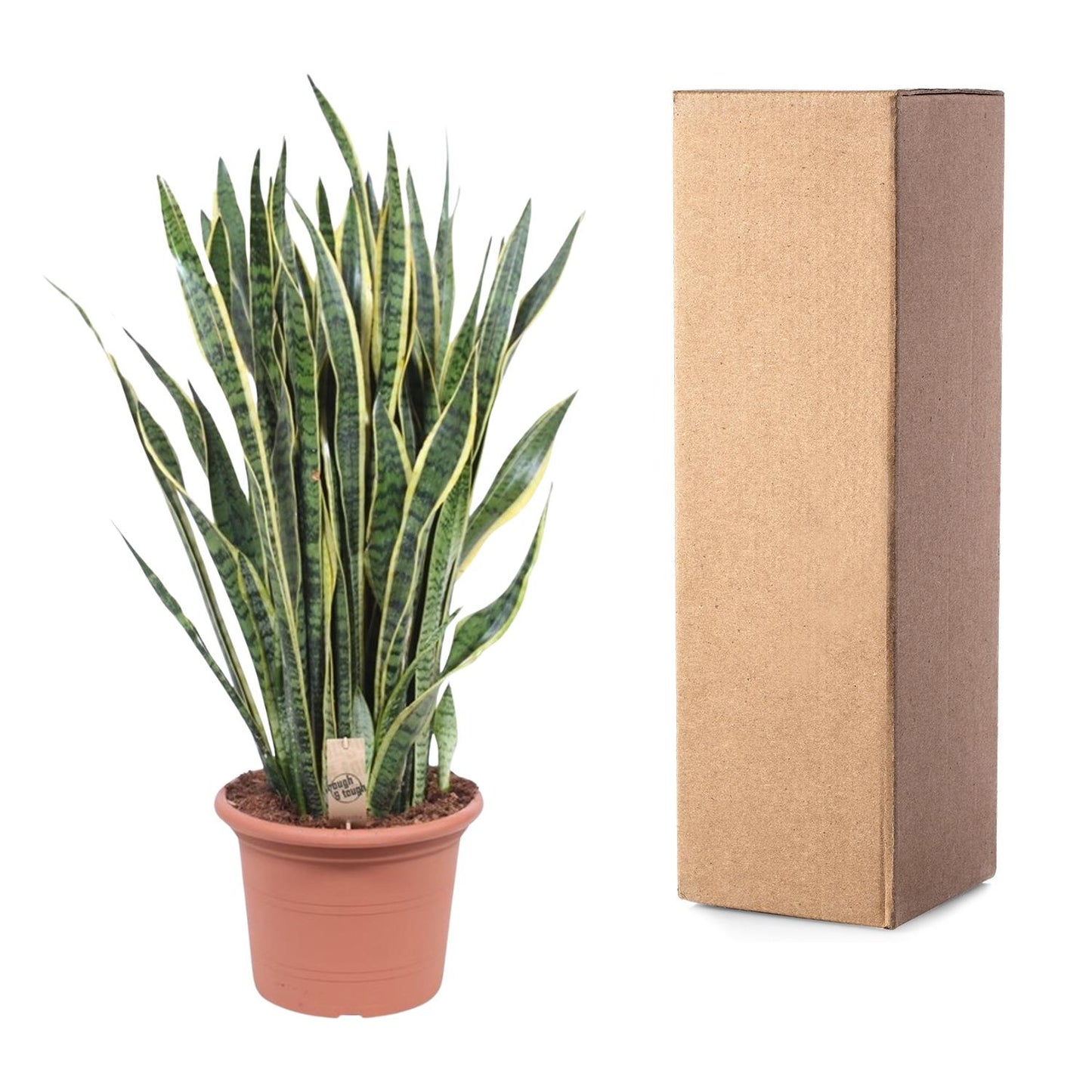 Sansevieria laurentii – 100 cm – Ø35