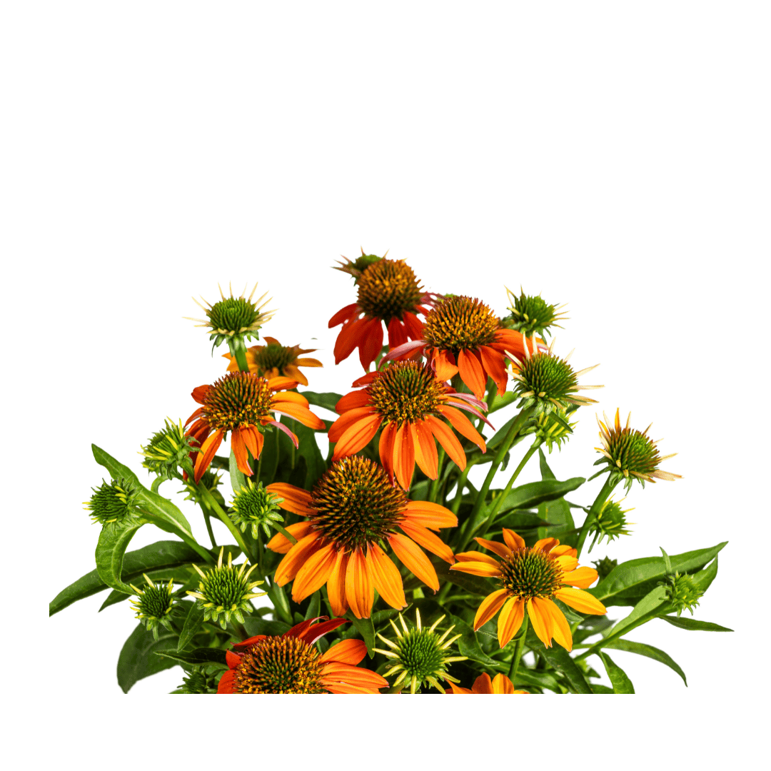 Echinacea purpurea Orange Ø19cm - ↕60 - 70cm - Botanic-Vibes