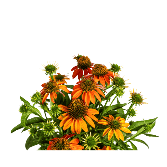 Echinacea purpurea Orange Ø19cm - ↕60 - 70cm - Botanic-Vibes