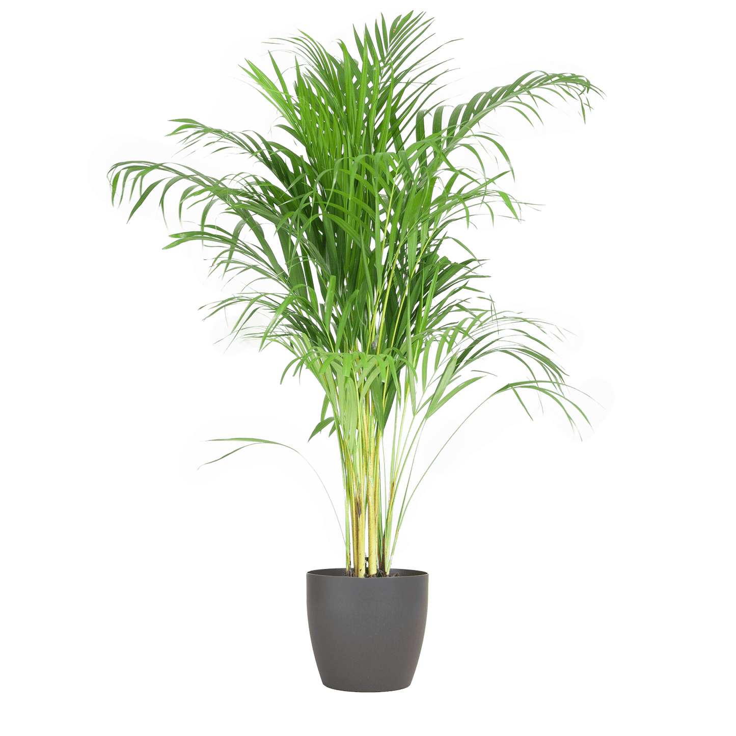 Areca Palm (Dypsis) mit Viber Grau - 100cm - Ø21 - Botanic-Vibes
