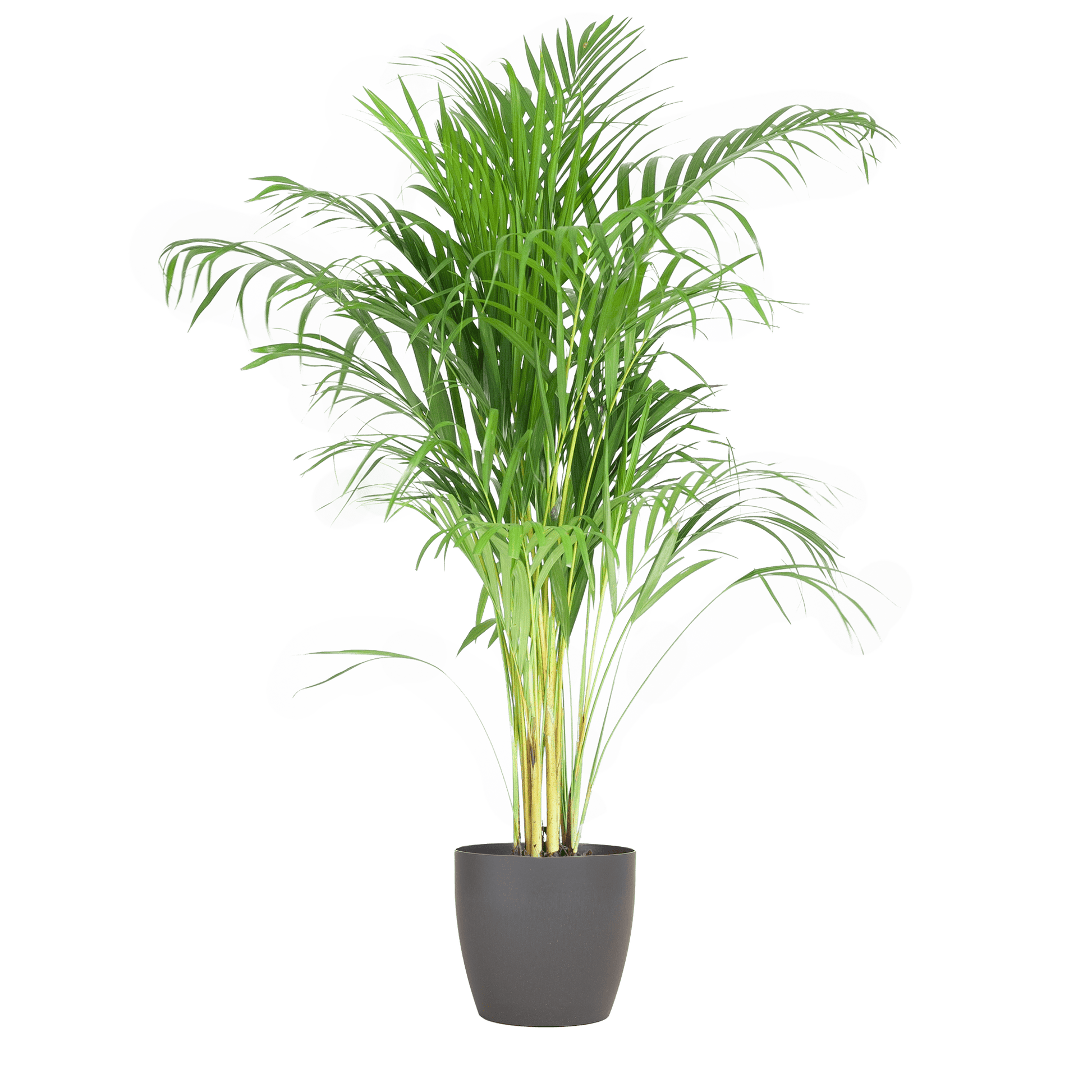 Areca Palm (Dypsis) mit Viber Grau - 100cm - Ø21 - Botanic-Vibes