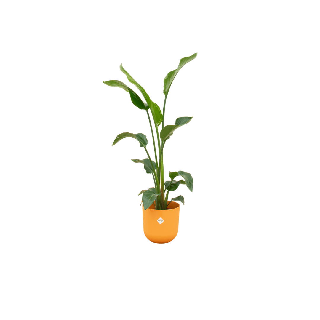 Combi deal - Strelitzia nicolai inklusive elho Jazz Round Gelb Ø23 – 100 cm - Botanic-Vibes