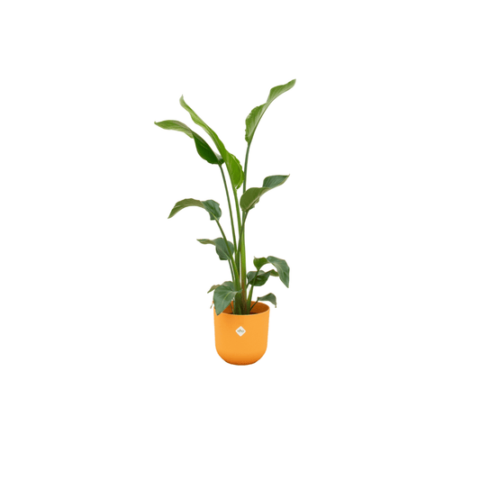 Combi deal - Strelitzia nicolai inklusive elho Jazz Round Gelb Ø23 – 100 cm - Botanic-Vibes