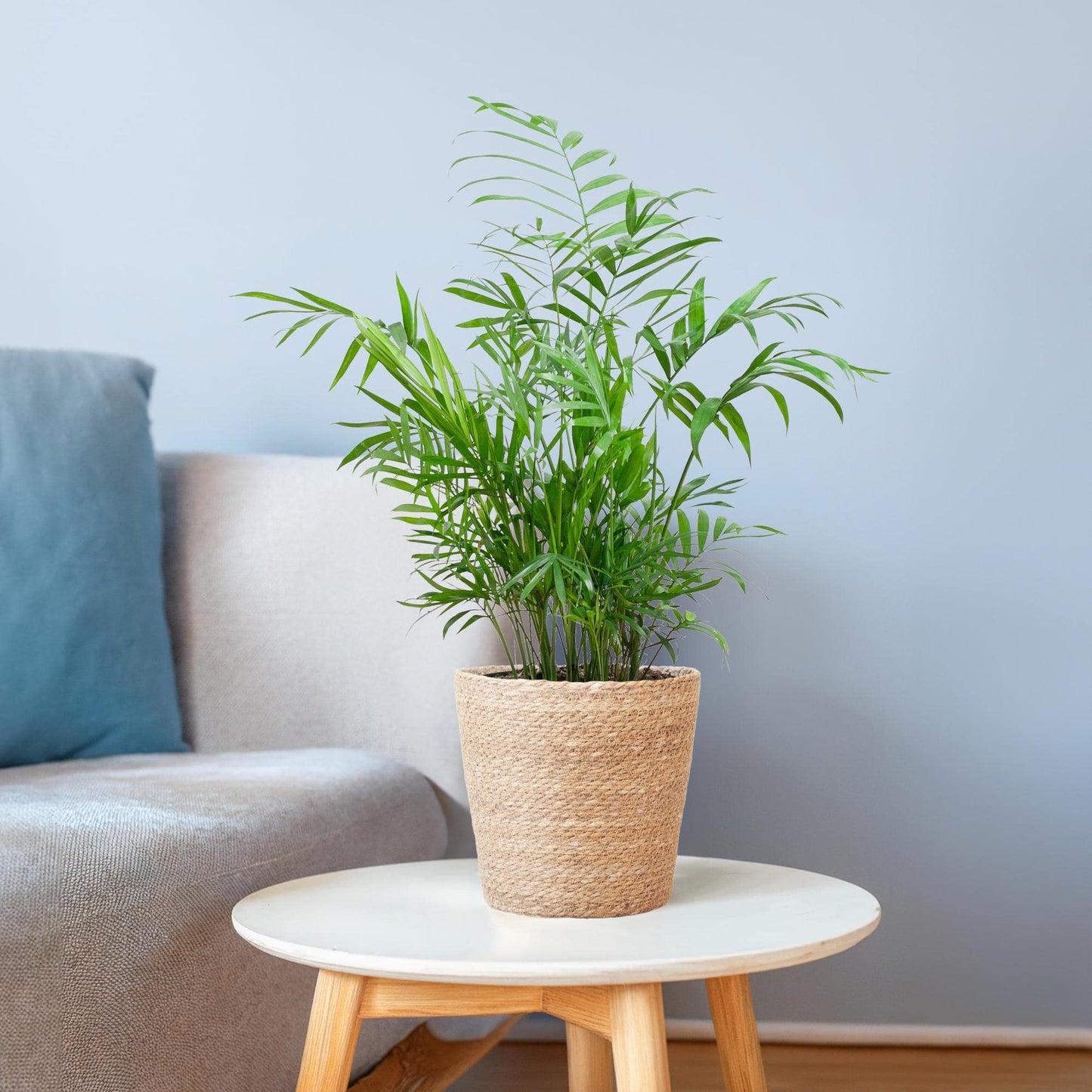 Chamadorea Elegans mit Sofia-Korb natur  - 55cm - Ø17 - Botanic-Vibes
