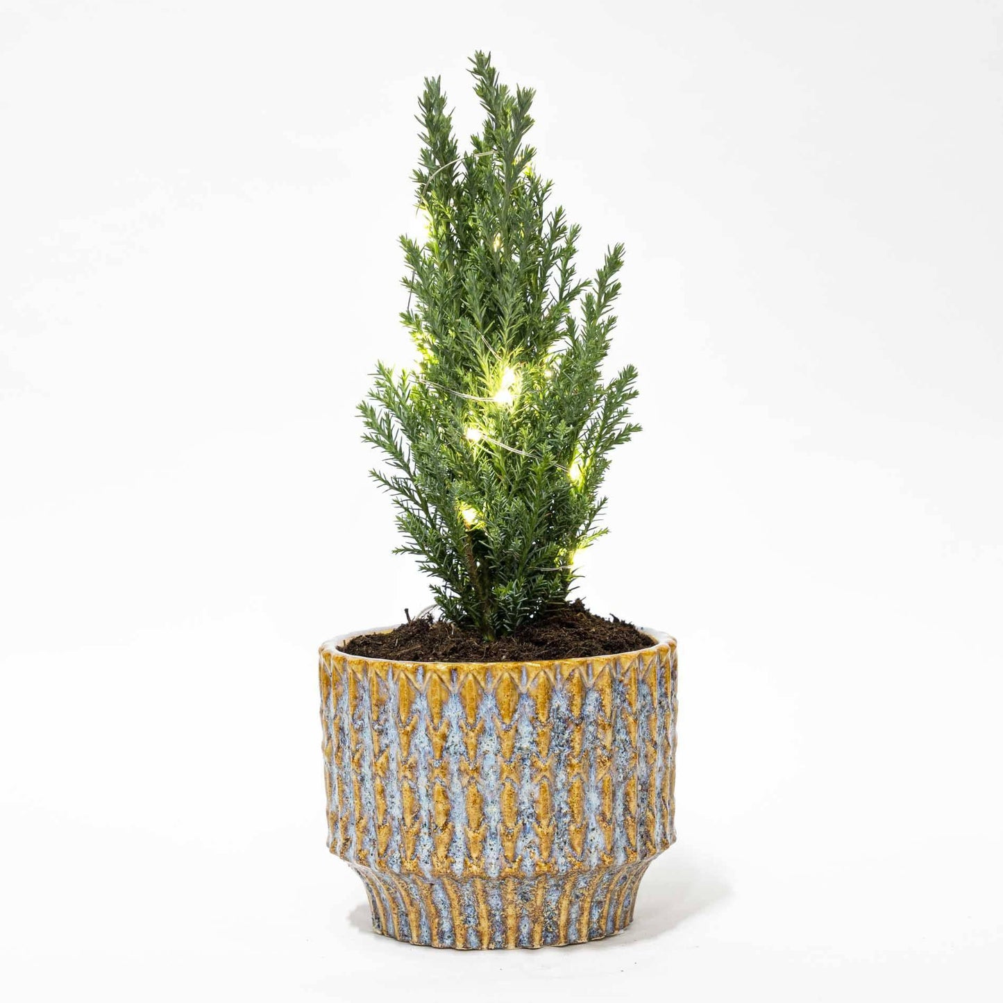 Weihnachtsbaum 'Ellwoodii' + Topf „Echo“ + 20 LED-Lichter – 25–30 cm hoch - Botanic-Vibes