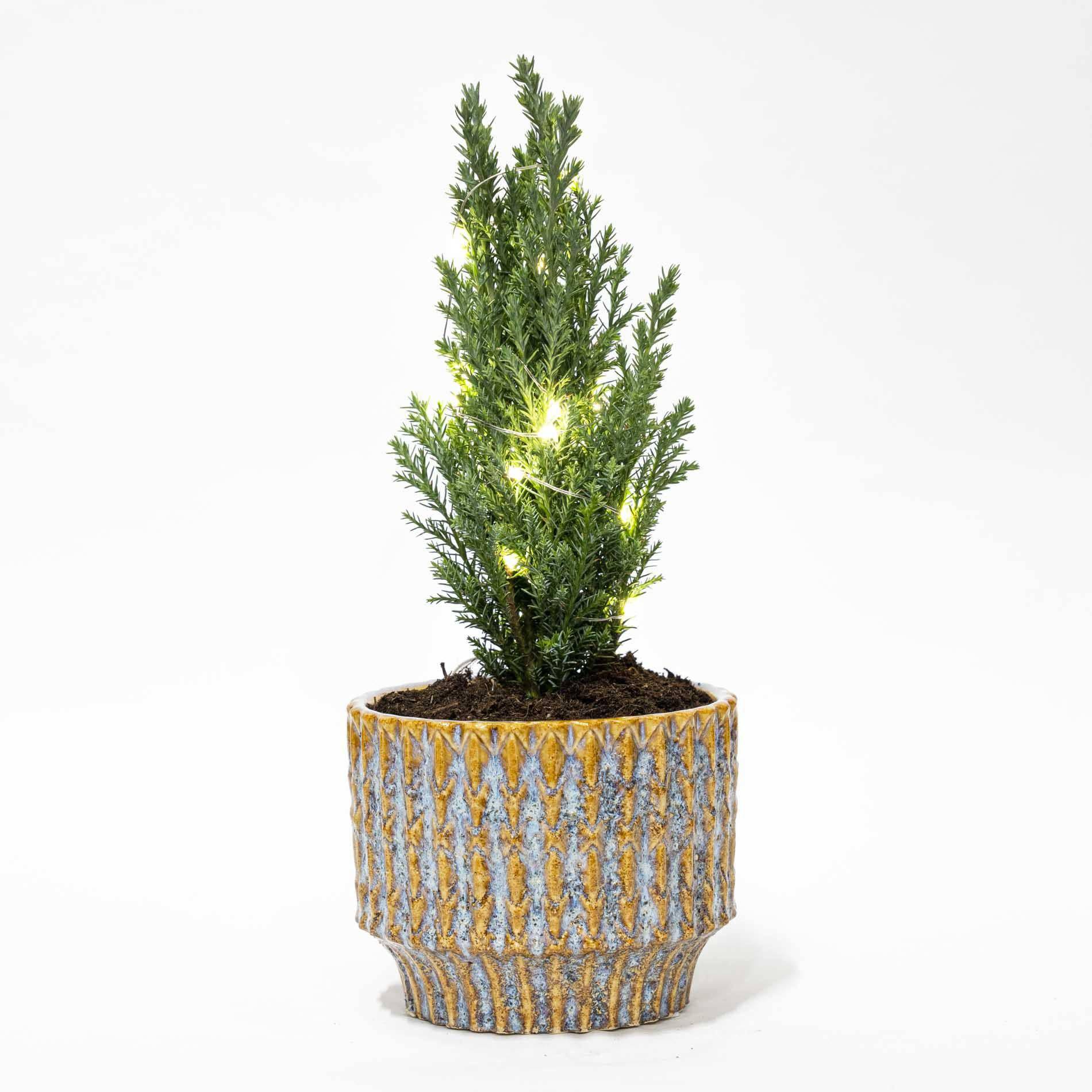 Weihnachtsbaum 'Ellwoodii' + Topf „Echo“ + 20 LED-Lichter – 25–30 cm hoch - Botanic-Vibes