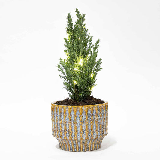 Weihnachtsbaum 'Ellwoodii' + Topf „Echo“ + 20 LED-Lichter – 25–30 cm hoch - Botanic-Vibes