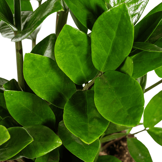 Zamioculcas Zamiifolia Ø17cm - ↕40-50cm - Botanic-Vibes
