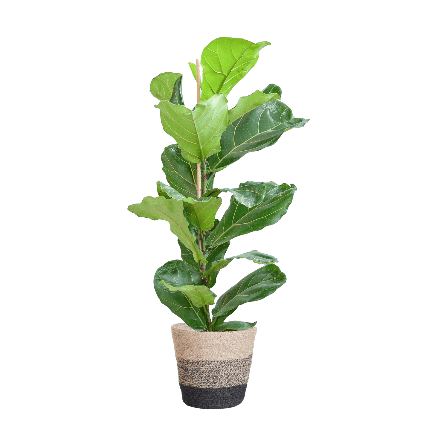 Ficus Lyrata mit Korb Lissabon schwarz - 80cm - Ø21 - Botanic-Vibes