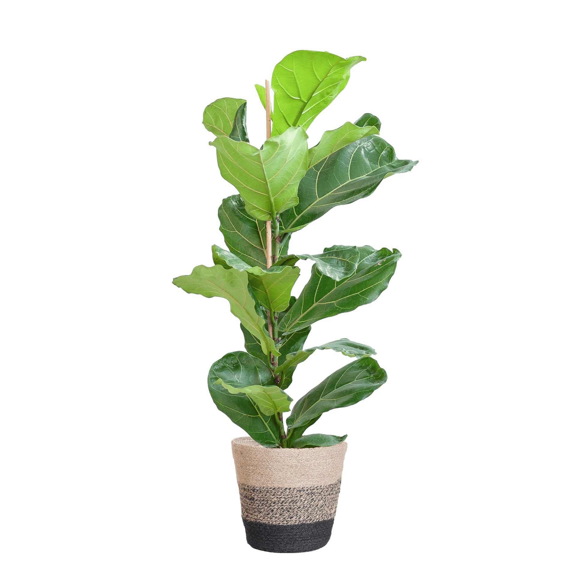 Ficus Lyrata mit Korb Lissabon schwarz - 80cm - Ø21 - Botanic-Vibes