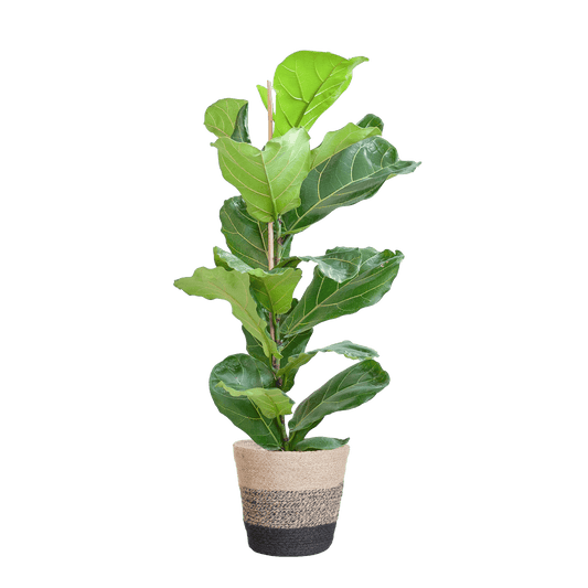 Ficus Lyrata mit Korb Lissabon schwarz - 80cm - Ø21 - Botanic-Vibes