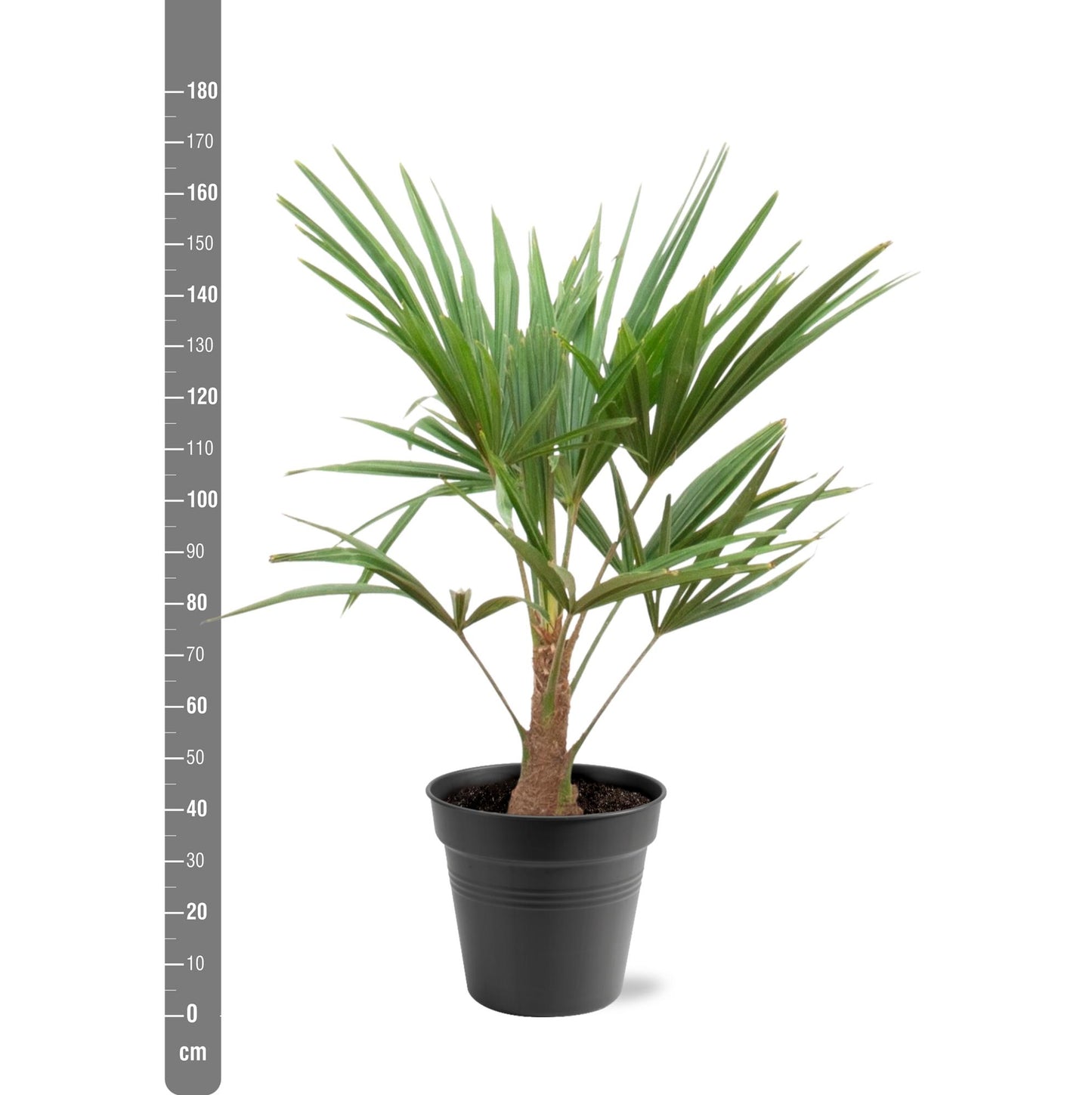 Trachycarpus fortunei – 90–100cm – Ø21