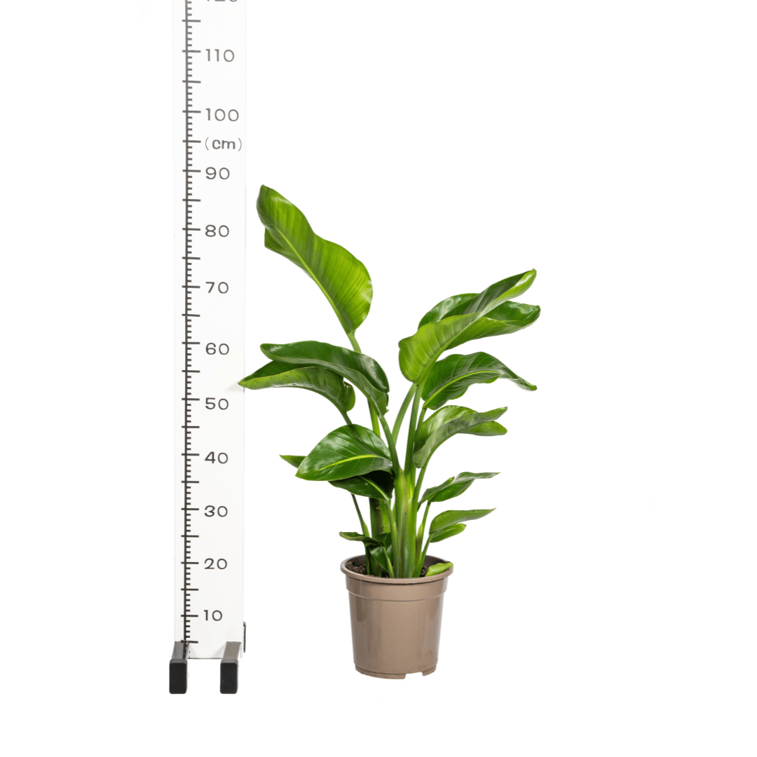 Strelitzia Nicolai Ø21cm - ↕90 - 110cm - Botanic-Vibes