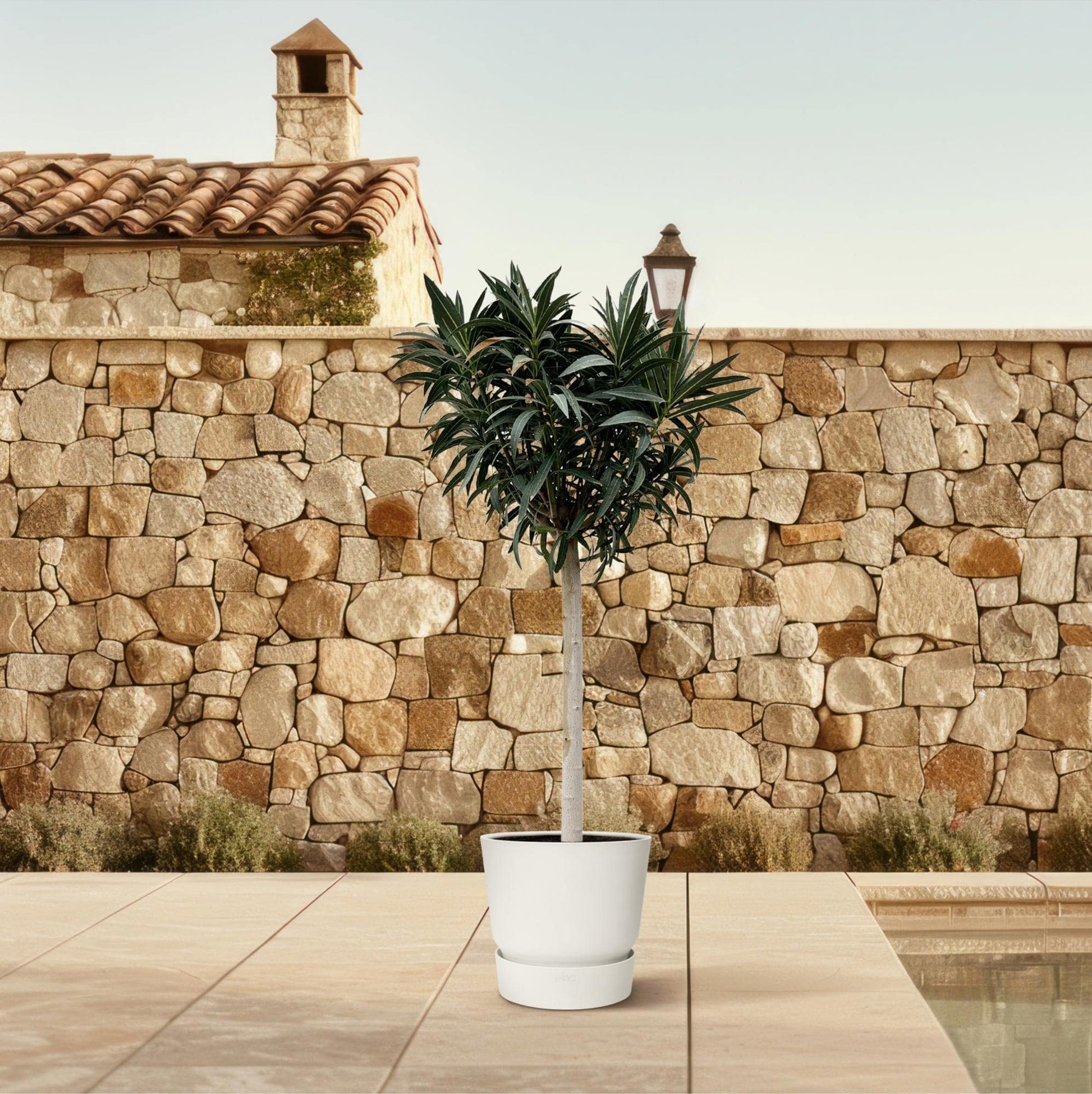 Nerium oleander auf Stamm mit rosa Blüte – 200 cm – Ø35 - Botanic-Vibes