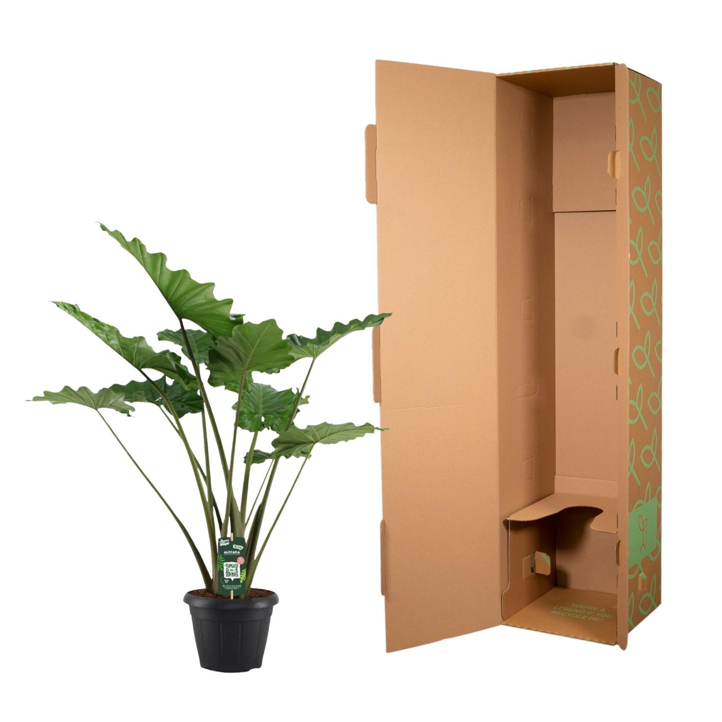 Alocasia Portodora – 140 cm – Ø34