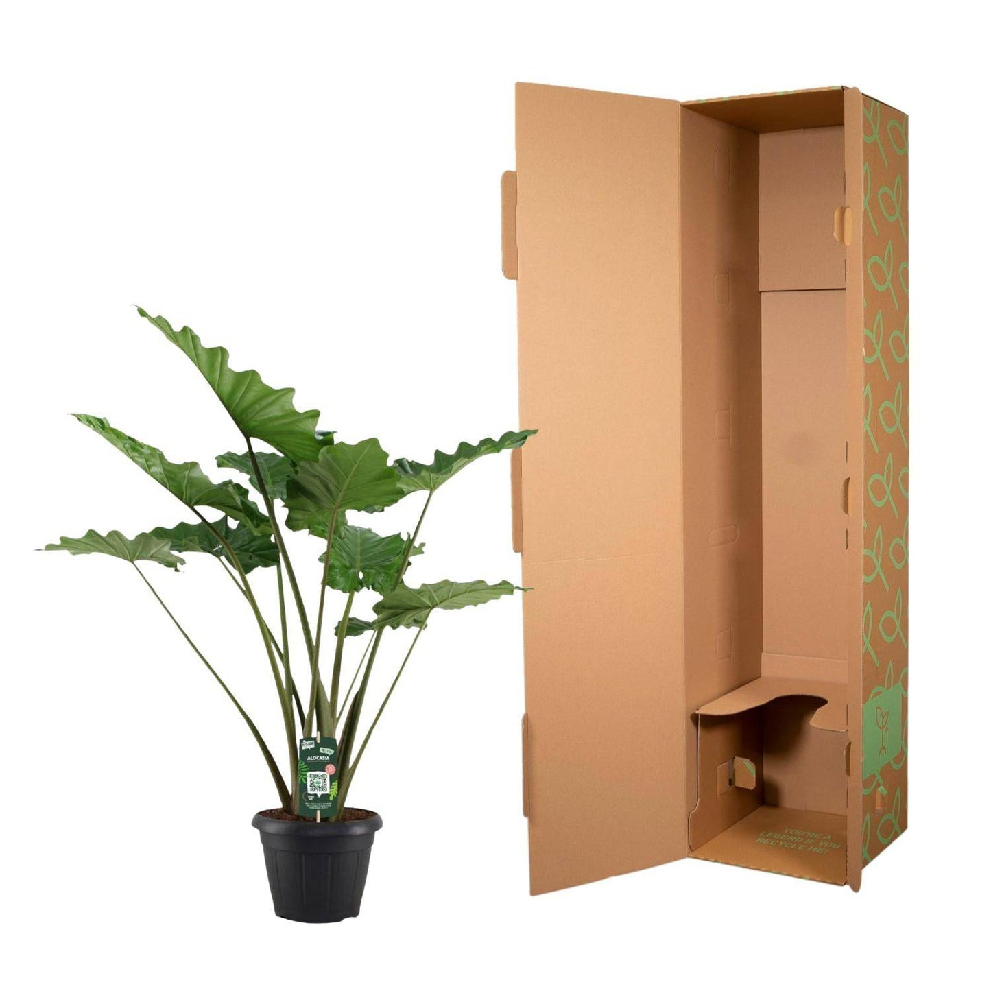 Alocasia Portodora – 140 cm – Ø34 - Botanic-Vibes
