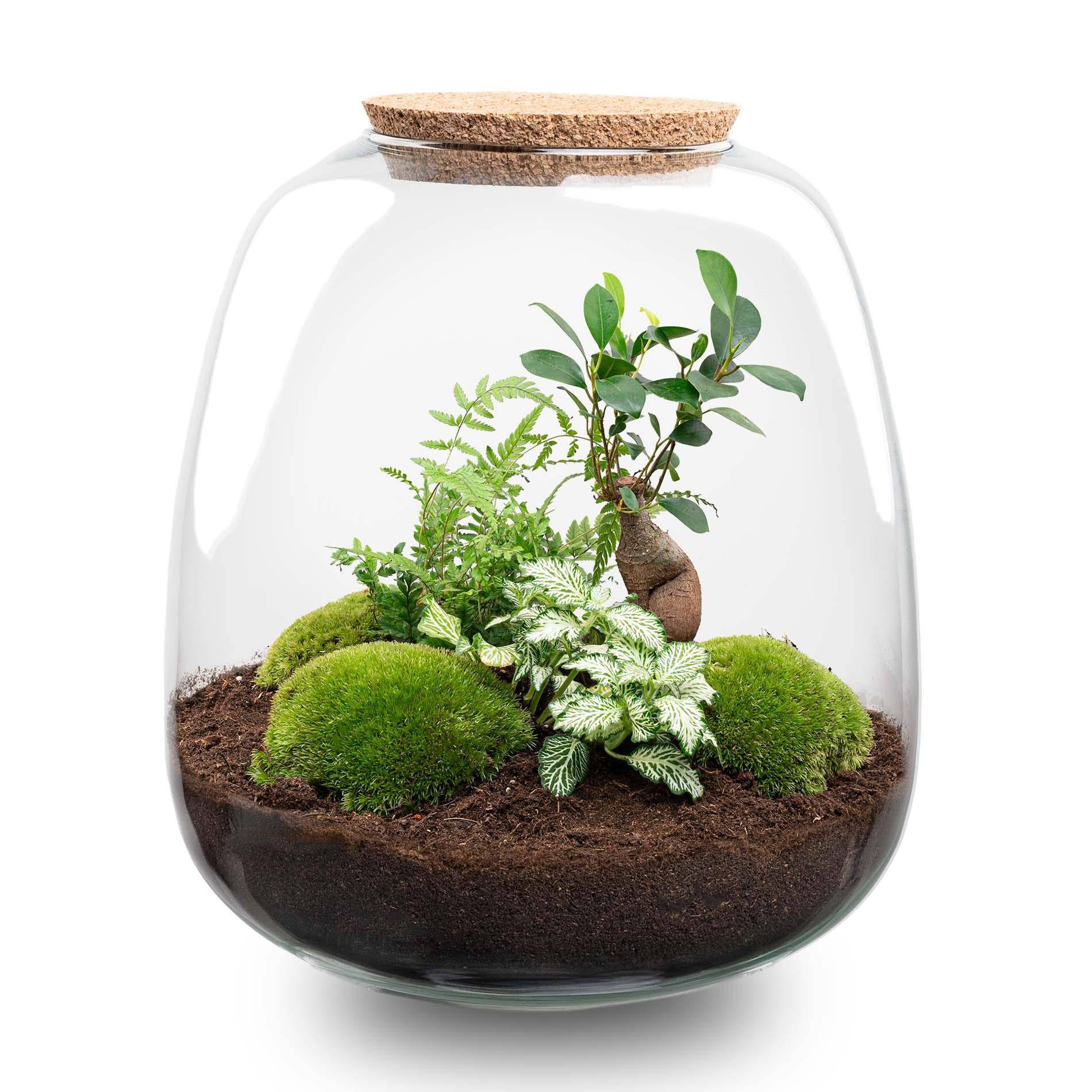 Pflanzterrarium „Emma“ – DIY-Set – 25 cm – Ø23 cm – Bonsai White - Botanic-Vibes