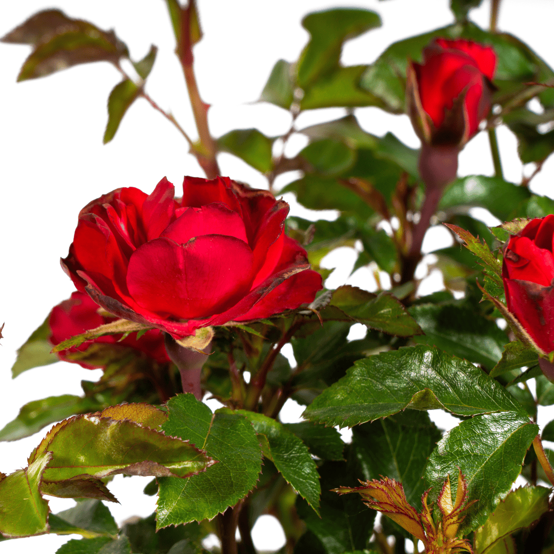 Rosa Zepeti Ø19cm - ↕35 - 40cm - Botanic-Vibes