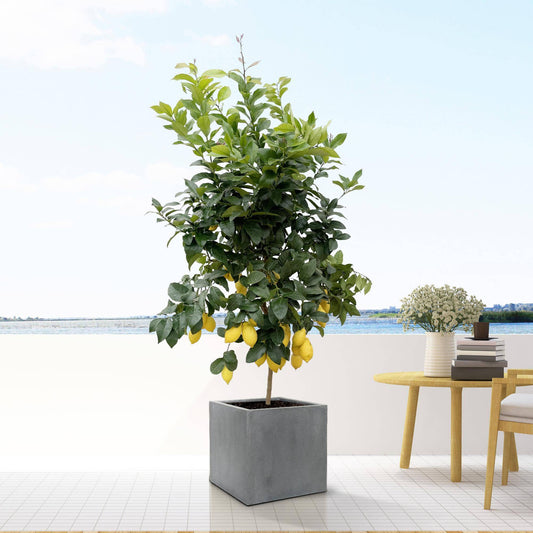 Block Grau – S – D30 × H30 - Botanic-Vibes