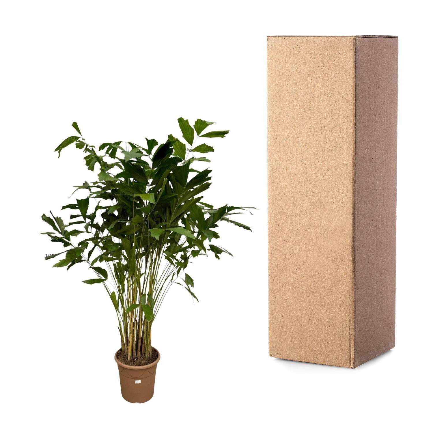 Caryota mitis – 250 cm – ø32 - Botanic-Vibes