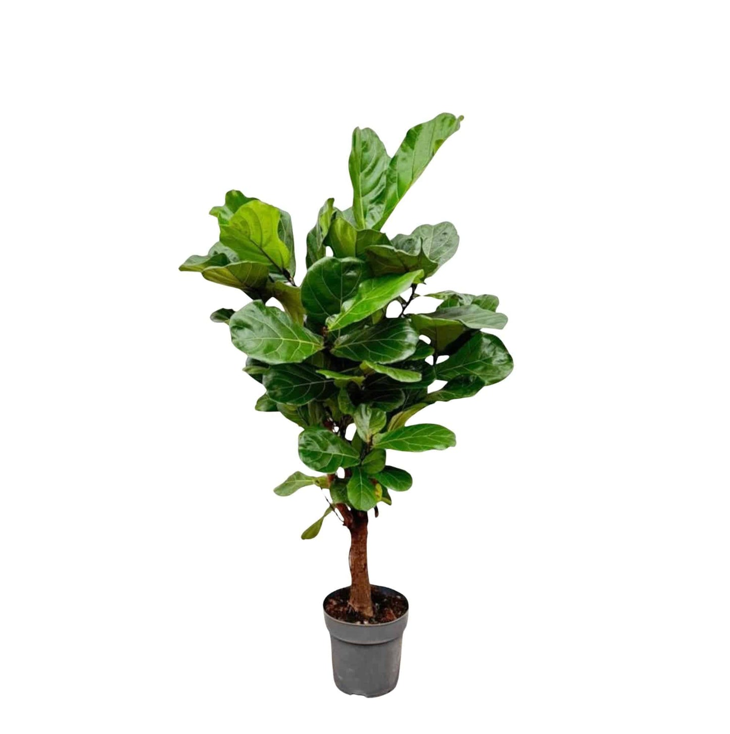 Ficus Lyrata verzweigt – 140–160 cm – Ø27–30 - Botanic-Vibes