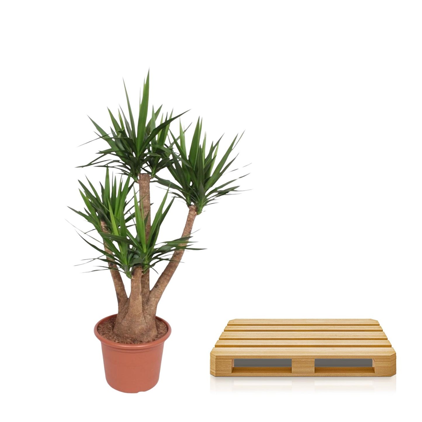 Yucca Elephantipes vertakt – 170 cm – Ø45