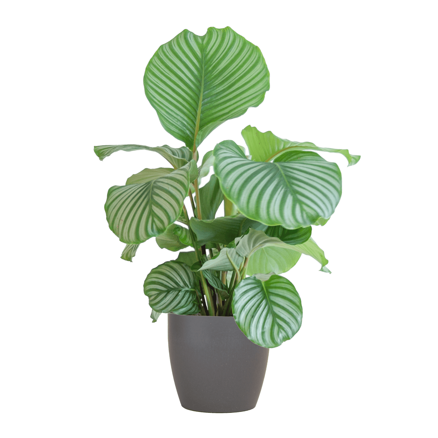 Calathea Orbifolia  mit Viber grau - 65cm - Ø21 - Botanic-Vibes