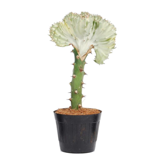 Euphorbia lactea cristata weiß – 35 cm – Ø12 - Botanic-Vibes