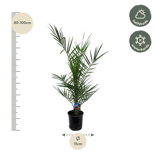 Phoenix canariensis – 80 cm – Ø14 - Botanic-Vibes