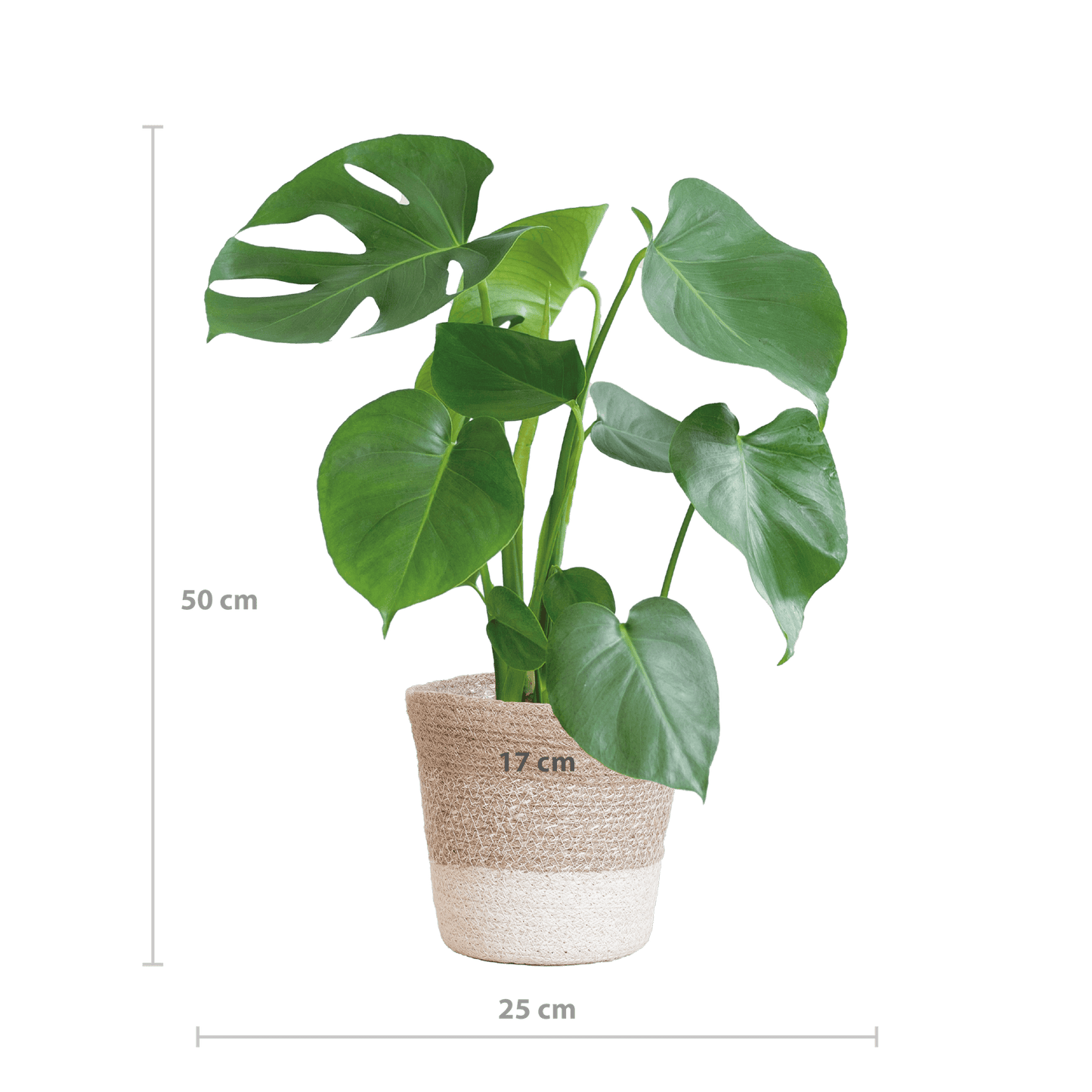 Monstera Deliciosa mit Lissabon Korb weiß- 50cm - Ø17 - Botanic-Vibes