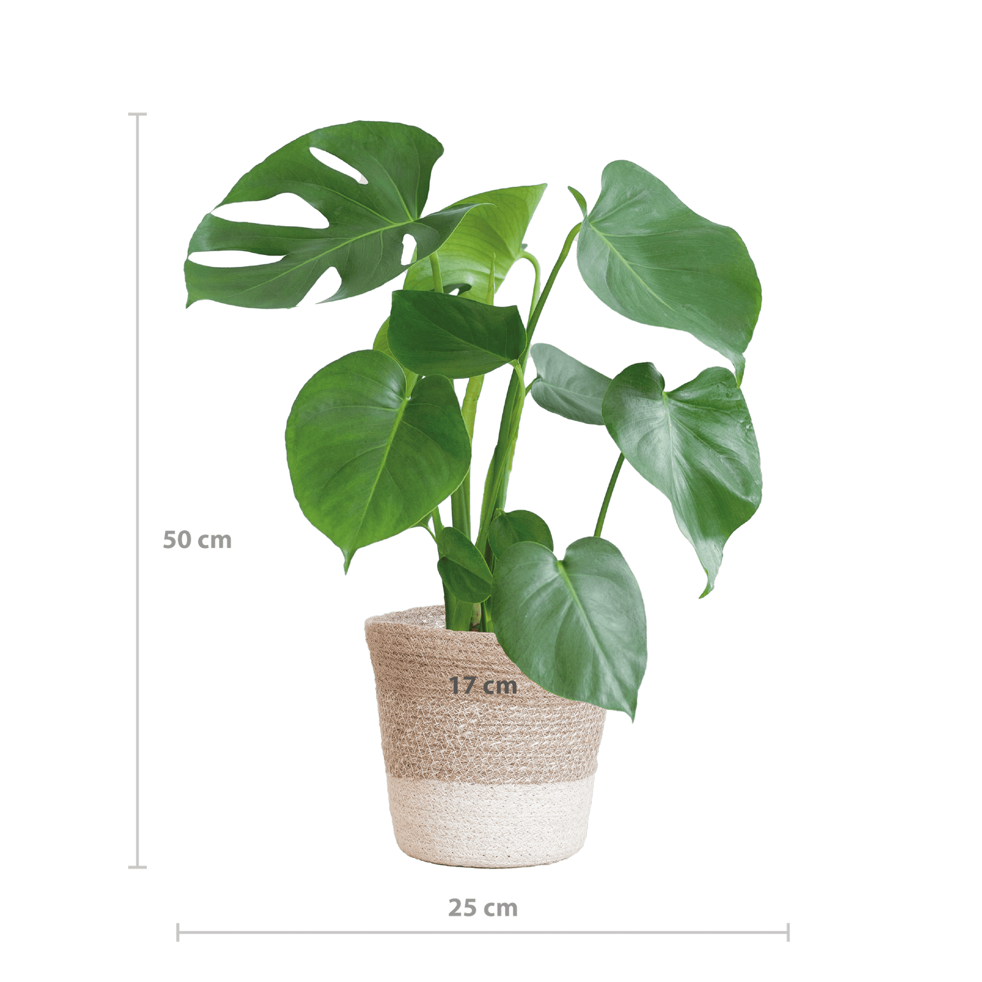 Monstera Deliciosa mit Lissabon Korb weiß- 50cm - Ø17 - Botanic-Vibes
