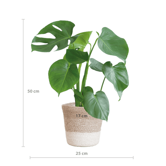 Monstera Deliciosa mit Lissabon Korb weiß- 50cm - Ø17 - Botanic-Vibes
