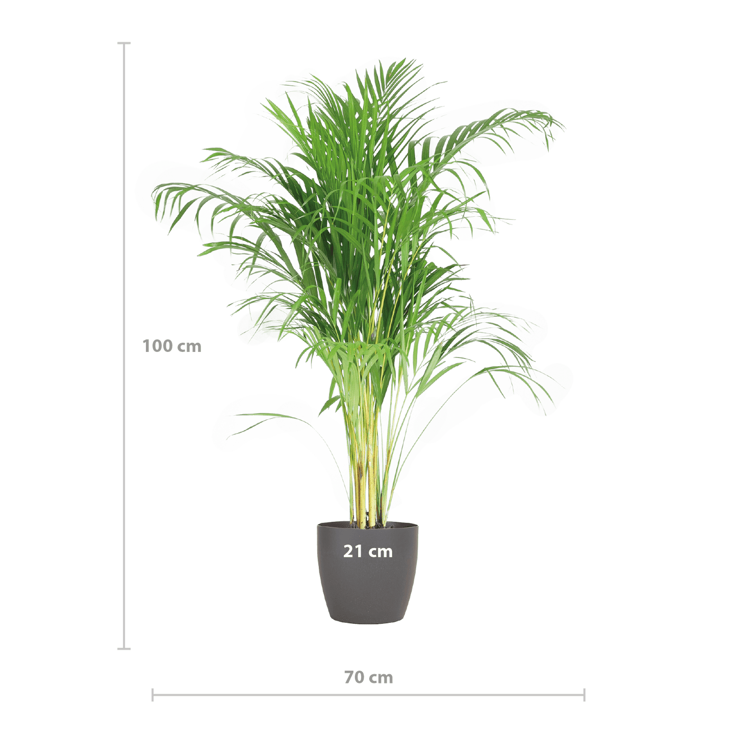 Areca Palm (Dypsis) mit Viber Grau - 100cm - Ø21 - Botanic-Vibes