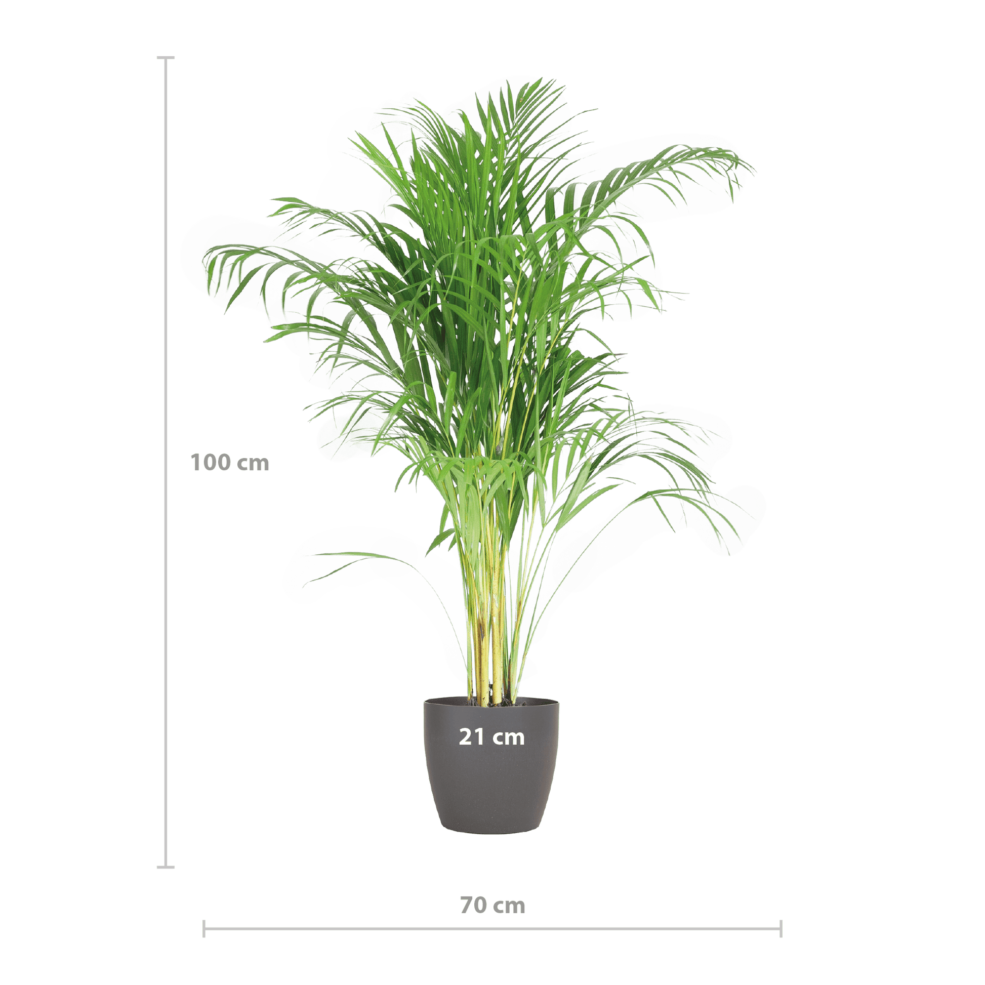 Areca Palm (Dypsis) mit Viber Grau - 100cm - Ø21 - Botanic-Vibes