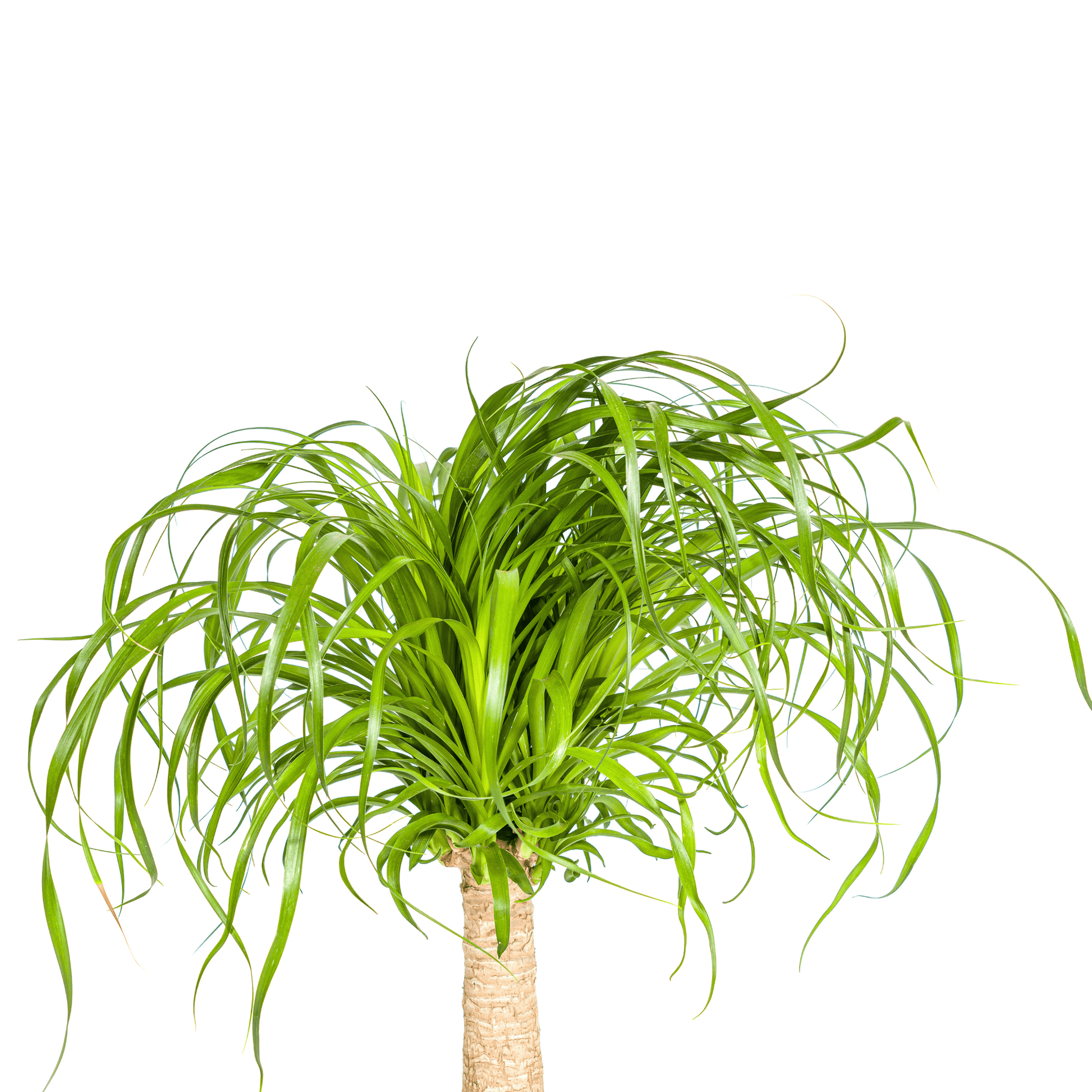 Beaucarnea Recurvata Stamm Ø21cm - ↕60 - 80cm - Botanic-Vibes